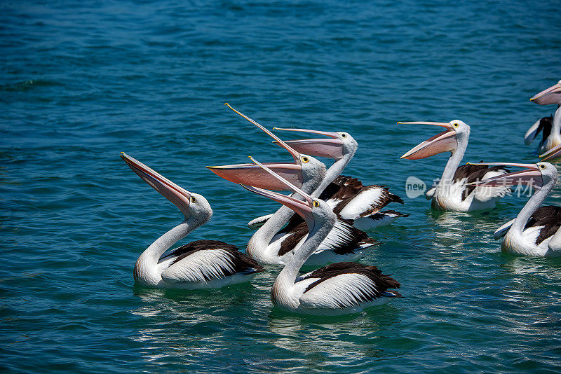 澳大利亚鹈鹕(Pelecanus anisoillatus)